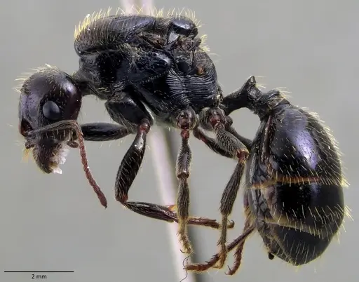 Messor barbarus - ANTWEB1060036