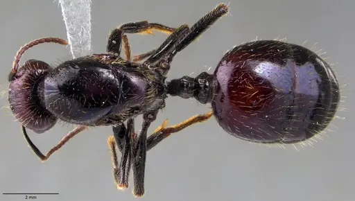 Messor barbarus - ANTWEB1060037