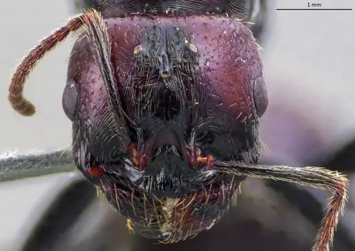 Messor barbarus - ANTWEB1060037