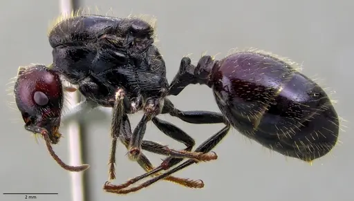 Messor barbarus - ANTWEB1060037