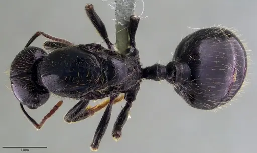Messor barbarus - ANTWEB1060038