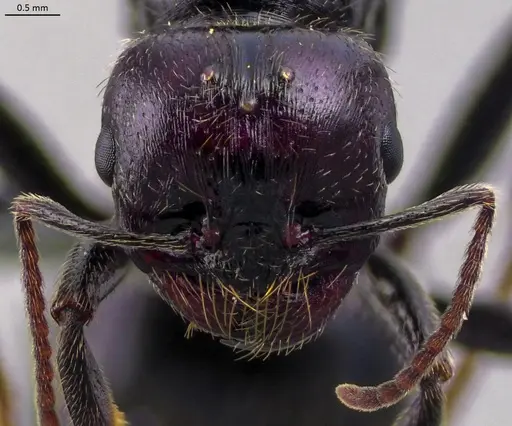 Messor barbarus - ANTWEB1060038