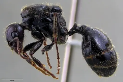 Messor barbarus - ANTWEB1060038