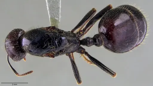 Messor barbarus - ANTWEB1060039