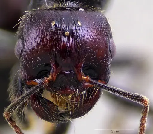 Messor barbarus - ANTWEB1060039