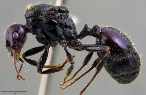 Messor barbarus - ANTWEB1060039