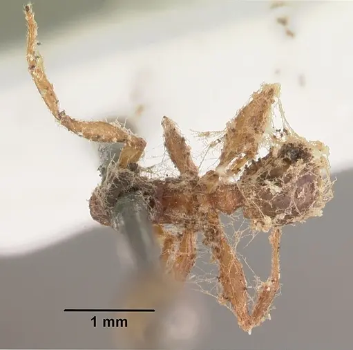 Messor barbarus - CASENT0102531