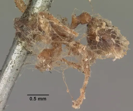 Messor barbarus - CASENT0102531