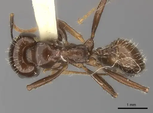 Messor barbarus - CASENT0217878