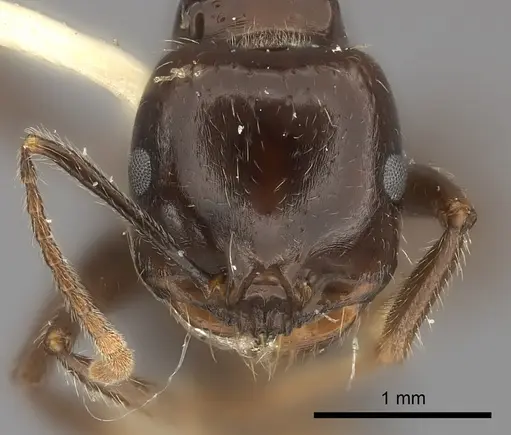 Messor barbarus - CASENT0217878