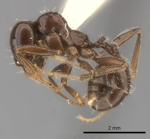 Messor barbarus - CASENT0217878