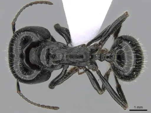 Messor barbarus - CASENT0281546