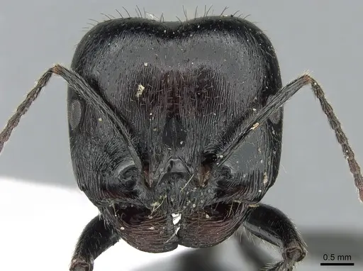 Messor barbarus - CASENT0281546