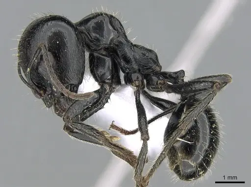 Messor barbarus - CASENT0281546