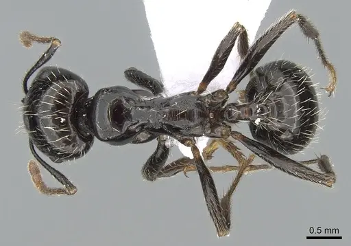 Messor barbarus - CASENT0281547