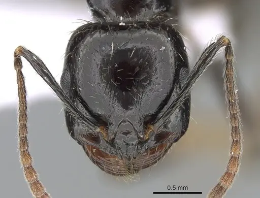 Messor barbarus - CASENT0281547