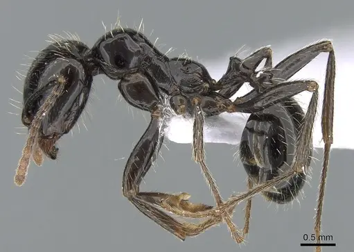 Messor barbarus - CASENT0281547