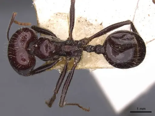 Messor barbarus - CASENT0907728