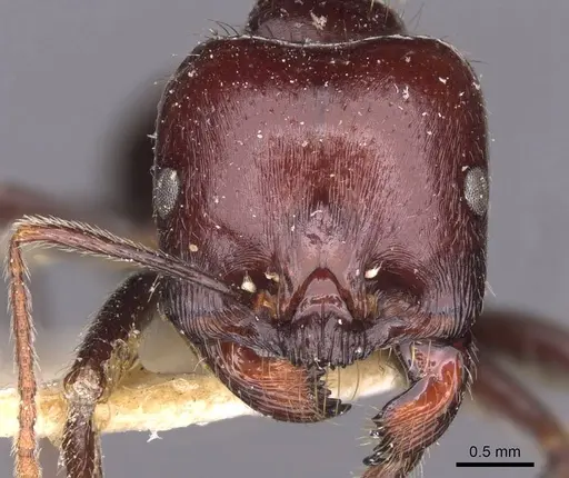 Messor barbarus - CASENT0907728