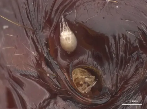 Messor barbarus - CASENT0907728