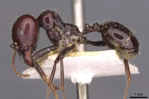 Messor barbarus - CASENT0907728