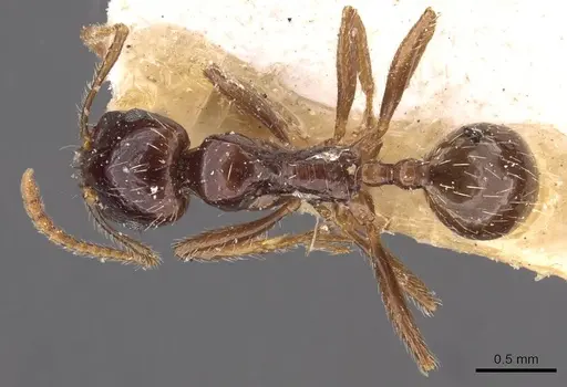 Messor barbarus - CASENT0907729