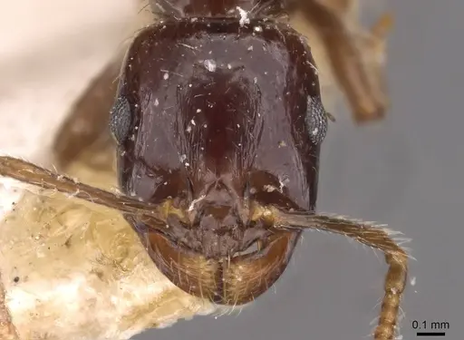 Messor barbarus - CASENT0907729