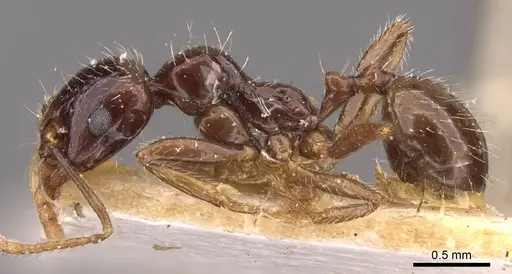 Messor barbarus - CASENT0907729