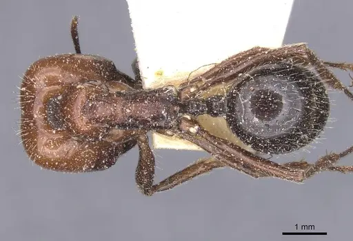 Messor barbarus - CASENT0913160