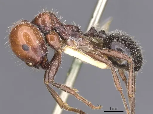Messor barbarus - CASENT0913160