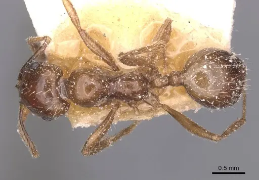 Messor barbarus - CASENT0913161