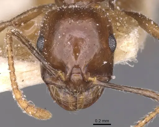 Messor barbarus - CASENT0913161