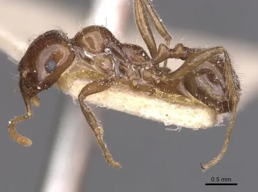 Messor barbarus - CASENT0913161