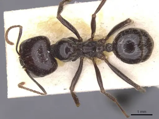 Messor barbarus - CASENT0913162