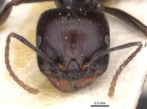 Messor barbarus - CASENT0913162