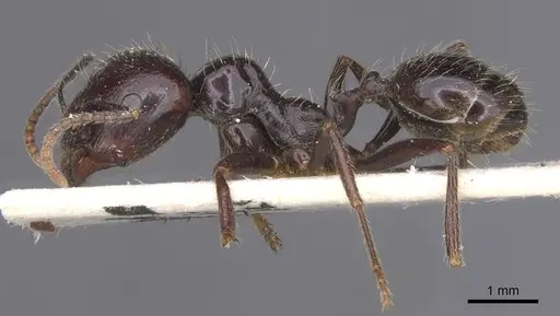 Messor barbarus - CASENT0913162