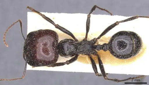 Messor barbarus - CASENT0913163