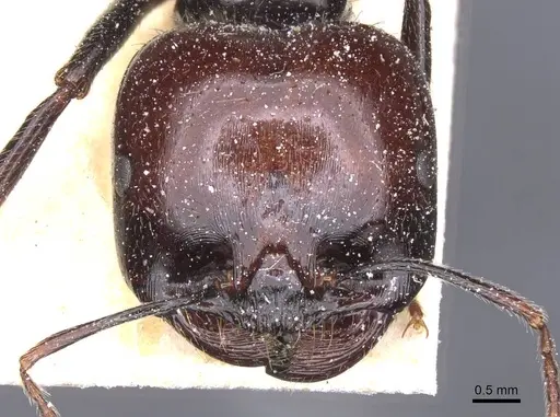 Messor barbarus - CASENT0913163