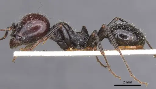 Messor barbarus - CASENT0913163