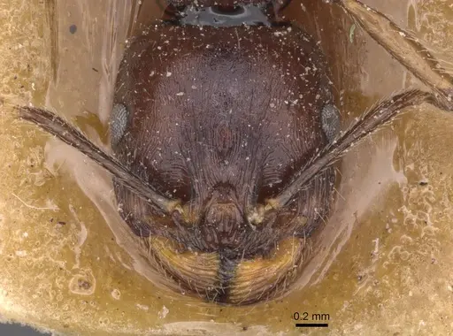 Messor berbericus specimen