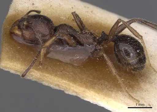 Messor berbericus specimen