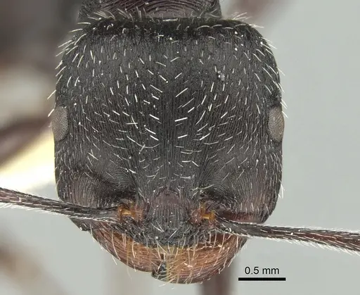 Messor bernardi specimen