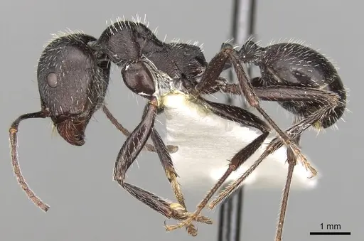 Messor bernardi specimen