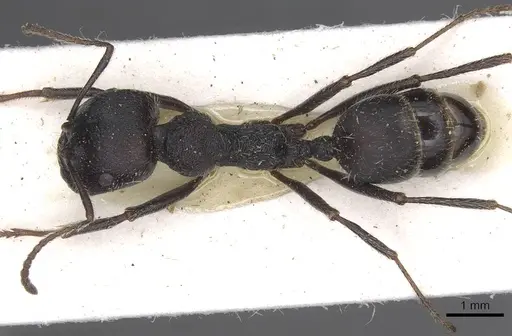 Messor bernardi - CASENT0915451