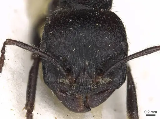 Messor bernardi - CASENT0915451