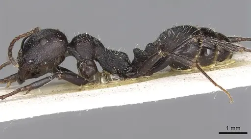 Messor bernardi - CASENT0915451