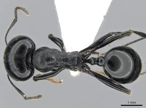 Messor bouvieri specimen