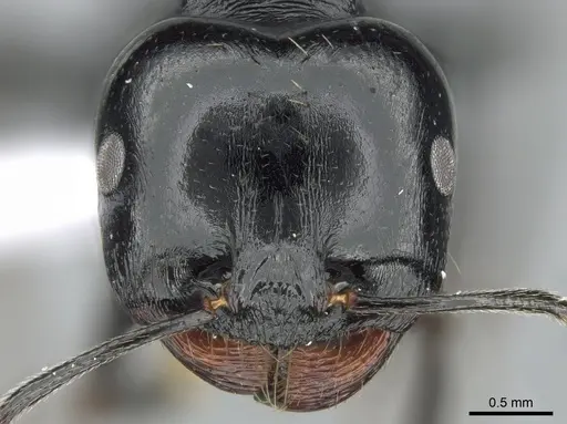 Messor bouvieri specimen