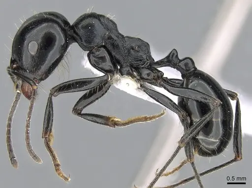 Messor bouvieri specimen