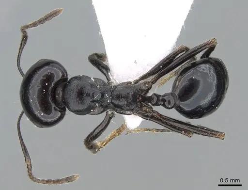 Messor bouvieri - CASENT0281544